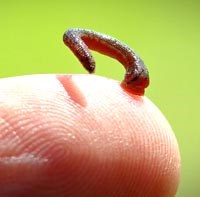 Phòng chống vắt hút máu và ký sinh gây bệnh 