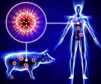 Hiểu biết về tên gọi các loại cúm có nguồn gốc từ động vật lây truyền sang người