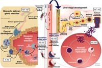 Cơ chế kháng Artemisinine do Plasmodium falciparum: nghiên cứu chưa có phân tích