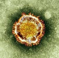 Chủng cúm A H7N9 ở Trung Quốc đe dọa tính mạng con người