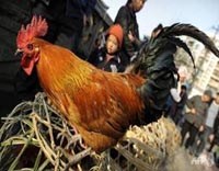 Tổng hợp thông tin về vi rút cúm H7N9