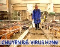 Thông tin cập nhật mới nhất của WHO về diễn biến cúm H7N9 ở người