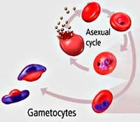 Nguyên nhân sốt rét lại tái phát và cách điều trị