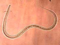 Tranh biếm họa mang tính giáo dục đẩy mạnh phòng chống nhiễm các bệnh giun truyền qua đất