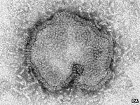 Trung Quốc thông báo có 4 ca tử vong mới do cúm A (H7N9)