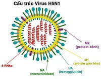 Ứng dụng các bài học nghiên cứu về H5N1 trong cuộc chiến chống lại H7N9
