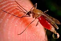 Cảnh báo sốt rét ngoại nhập