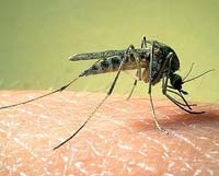   Hoa kỳ thúc đẩy giám sát tích cực cuộc chiến chống lại bệnh sốt rét trên toàn cầu