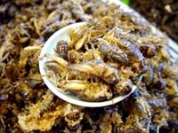 Liên Hợp Quốc kêu gọi nhân loại ăn côn trùng