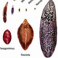 Phòng chống bệnh sán máng