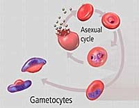 Tìm nguyên nhân gen làm ký sinh trùng sốt rét kháng thuốc lan rộng