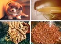 Ấu trùng giun đũa chó/mèo (Toxocara canis/cati) ký sinh, gây bệnh ở người và các động vật khác