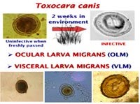 Đáp ứng miễn dịch trong bệnh ấu trùng giun đũa chó/mèo