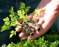 Vai trò Artemisinine trong điều trị P.faciparum đa kháng thuốc và những hành động ngăn chặn sốt rét kháng thuốc 