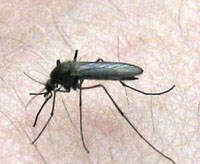 Cảnh báo nguy cơ sốt rét cho những người đi du lịch