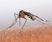 Tê liệt do hội chứng Guillain Barré sau khi bị muỗi đốt