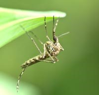 Muỗi sống ở nhiệt độ mát có hệ thống miễn dịch yếu hơn