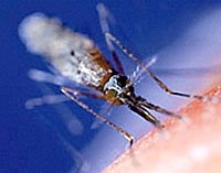 Đích nghiên cứu hóa chất diệt côn trùng là muỗi sốt rét