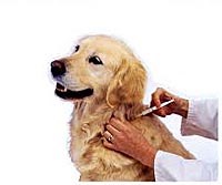 Nghiên cứu và phòng chống một số bệnh lây nhiễm từ động vật sang người