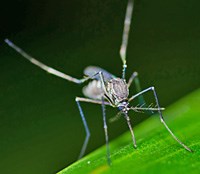 Các nhà khoa học phát hiện hóa chất gây suy thận ở muỗi