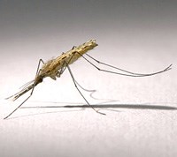 Anopheles moucheti: một vector gây nhiễm sốt rét cho cả khỉ và người