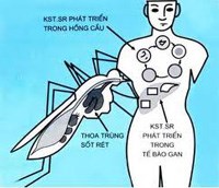 Thay đổi của bạch cầu và bạch cầu đa nhân trung tính trong sốt rét ác tính