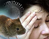 Hướng dẫn phối hợp trong phòng chống bệnh lây truyền từ động vật sang người