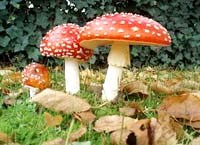 Nấm độc như nấm sau cơn mưa-cách nhận biết và phòng ngừa