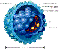 Ngày viêm gan thế giới  28-7-2013: hiểu biết và đương đầu với bệnh viêm gan 