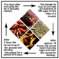 Thông tin cập nhật và tổng hợp y văn về trường hợp ấu trùng ruồi Cochliomyia hominivorax ăn não người 