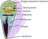 Tổng hợp tài liệu nghiên cứu về đơn bào Toxoplasma gondii