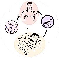 Đặc điểm của sốt rét tái nhiễm và cách điều trị