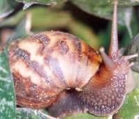 Ăn ốc ma có nguy cơ bị viêm màng não, viêm não