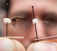 Những thông tin cập nhật thú vị về côn trùng