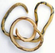 Hậu quả khó lường khi bị nhiễm ấu trùng giun đũa chó, mèo