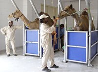 Lạc đà có thể là nguồn lây nhiễm của chủng coronavirus gây chết người