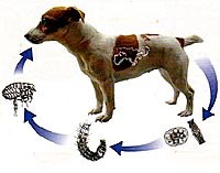 Khả năng gây bệnh của ký sinh trùng truyền từ động vật sang người