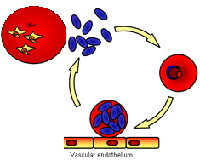 Thông tin cập nhật về suy thận cấp trong bệnh sốt rét (Phần 1)