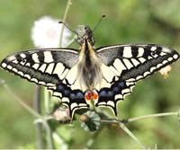 Thuật giấu thân của các loài côn trùng