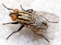 Những điều cần biết về ruồi nhà và bệnh do ruồi truyền