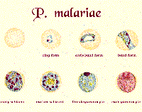 Chú ý phát hiện chủng loại ký sinh trùng sốt rét hiếm gặp 