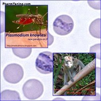 Những hiểu biết mới về chủng ký sinh trùng sốt rét từ khỉ gây bệnh cho người Plasmodium knowlesi