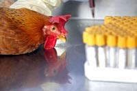 Tổ chức lương nông thế giới (FAO) cảnh báo về cúm gia cầm