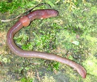 Giun đất giúp làm chậm biến đổi khí hậu