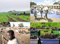 Khủng hoảng thừa và thiếu lương thực cùng sự bất ổn chính trị: Những vấn đề an ninh lương thực trên thế giới