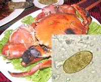Mắc bệnh sán lá phổi khi khoái khẩu với tôm, cua nướng chưa chín