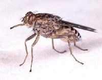 Động vật chân đốt được sử dụng trong chiến tranh khủng bố sinh học