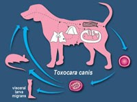 Điều kiện ký sinh trùng động vật truyền sang người để gây bệnh