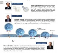 Khám phá mới của giải Nobel y học 2013