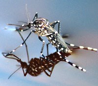 Những tiềm năng mới trong sử dụng muỗi sốt rét phòng chống bệnh sốt rét